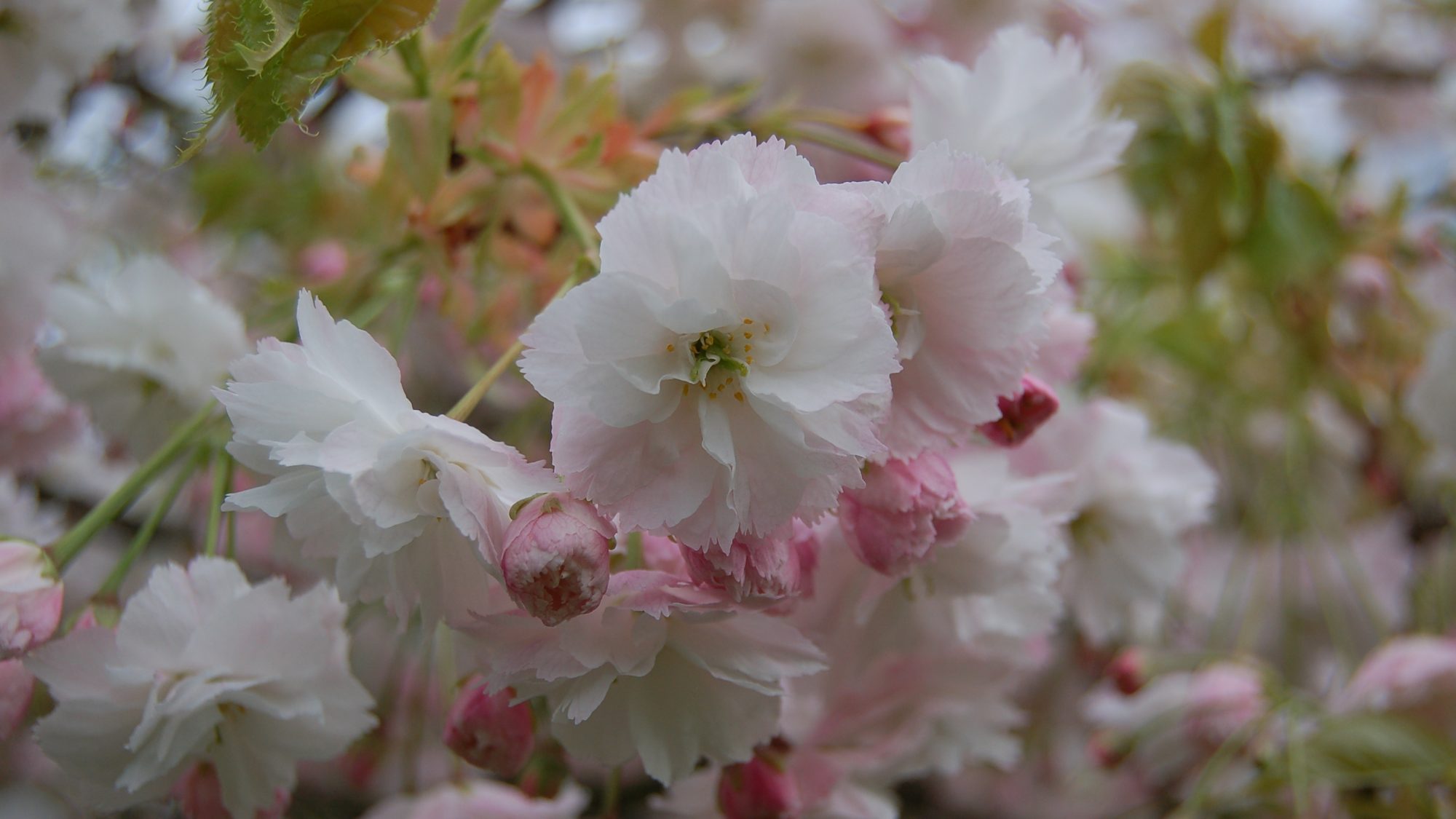 Prunus 'Shogetsu'