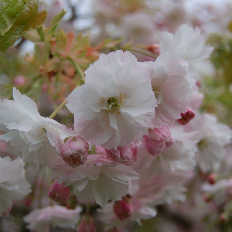 Prunus ‘Shogetsu’