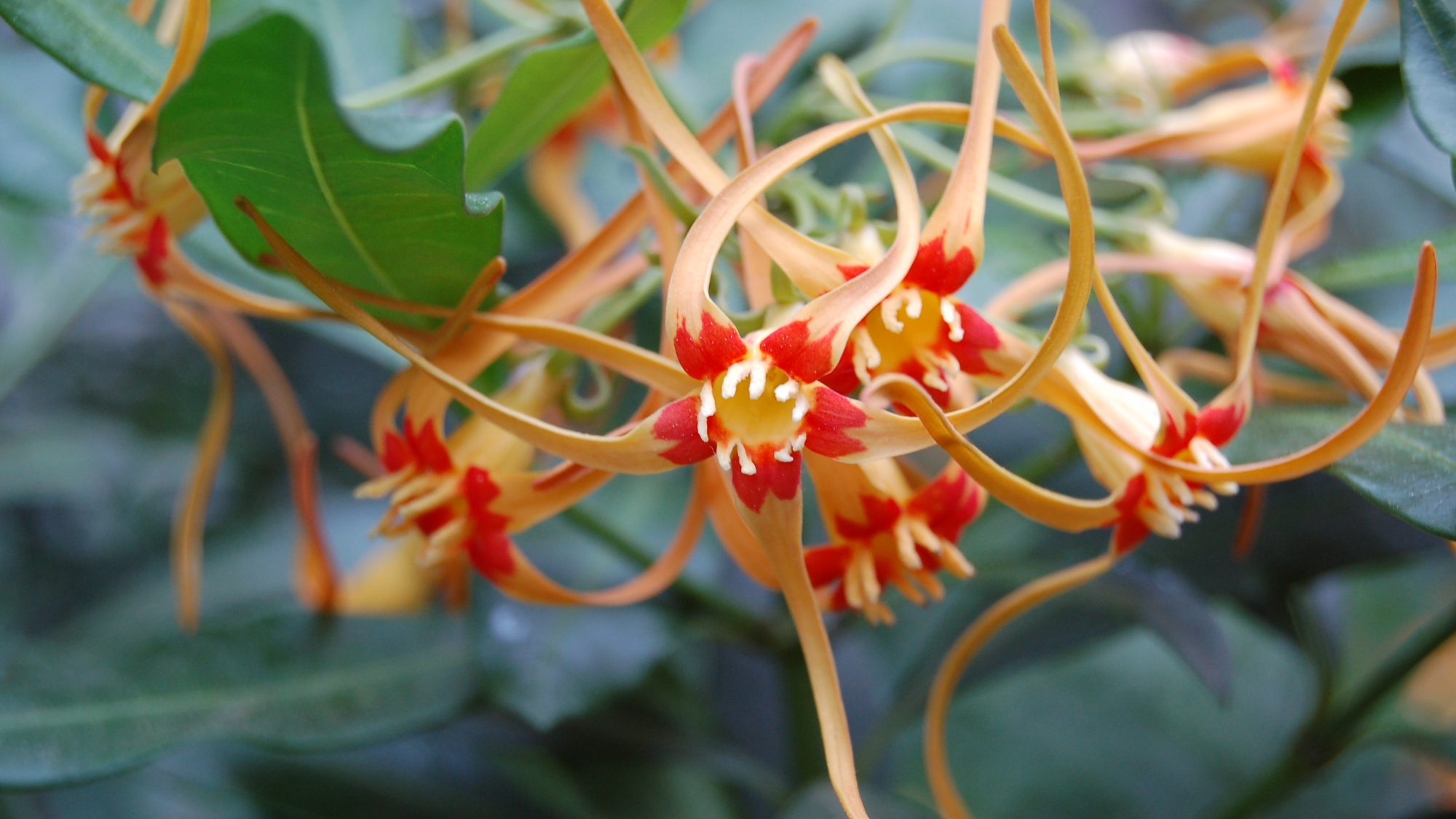 Spidery flower with pale orange flowers and central red ring.