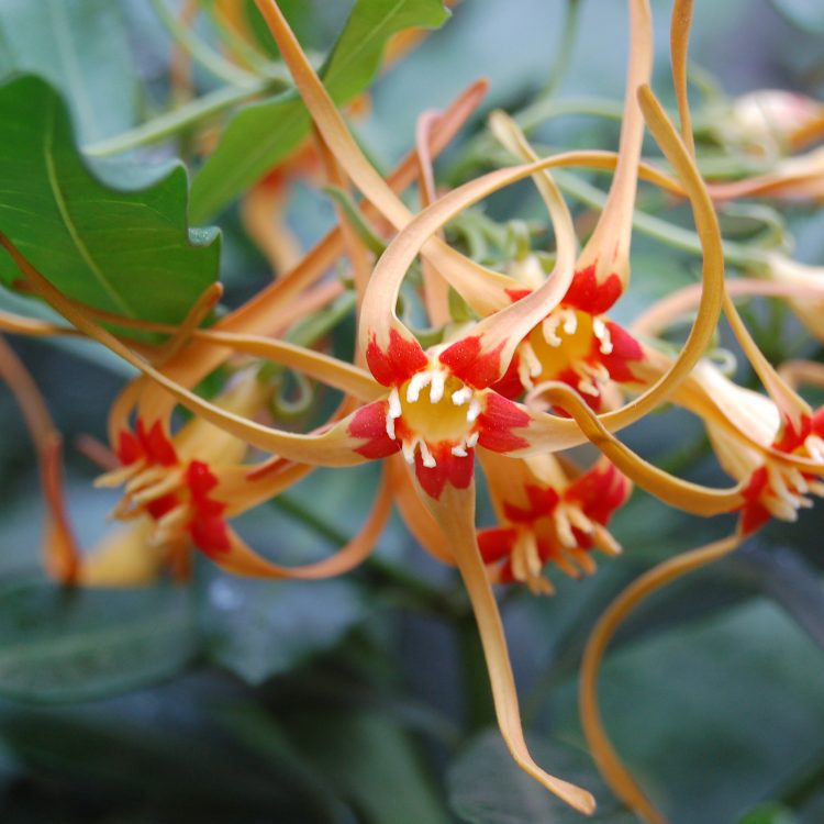 Strophanthus speciosus