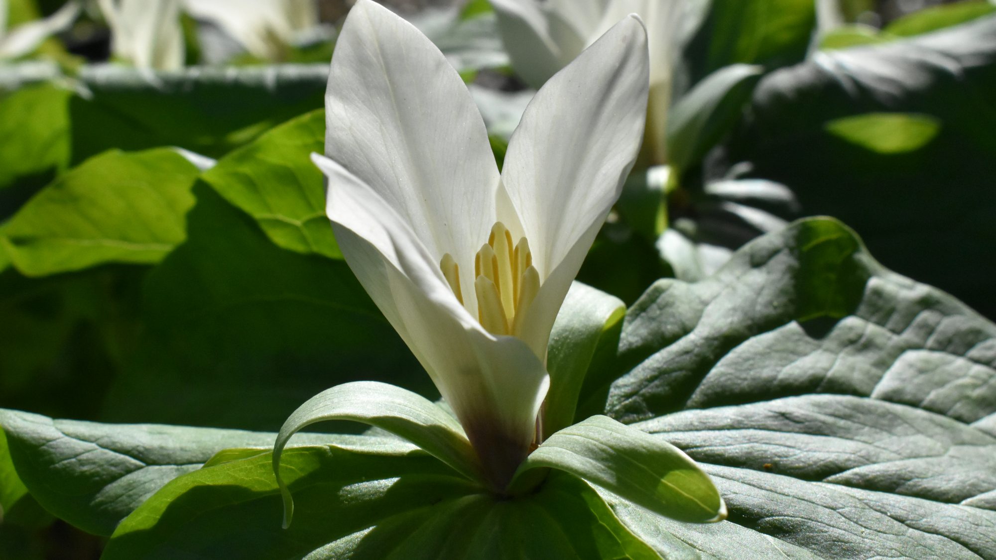 Trillium albidum
