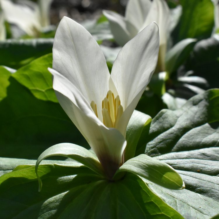 Trillium albidum