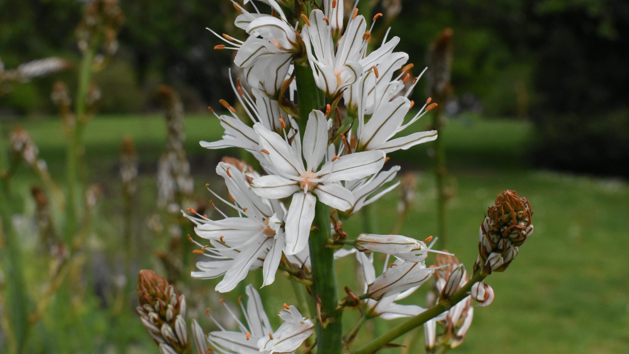 Spike of white flowers with green central vein.