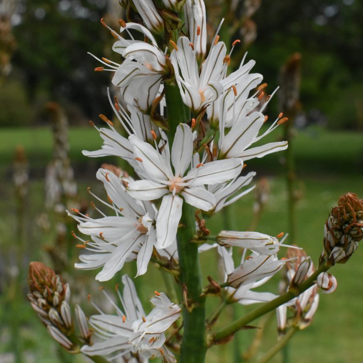 Asphodelus albus
