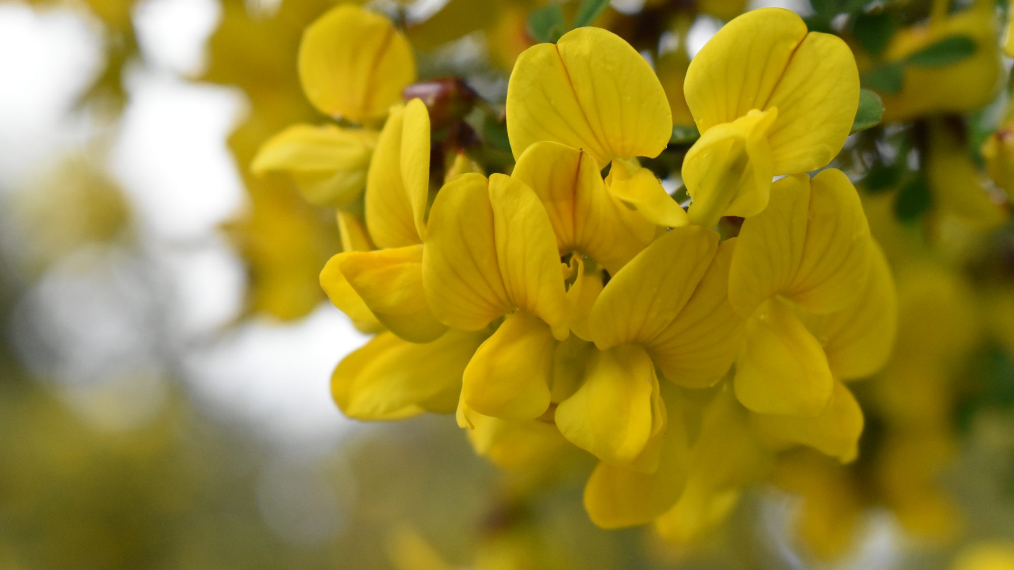 Coronilla emerus