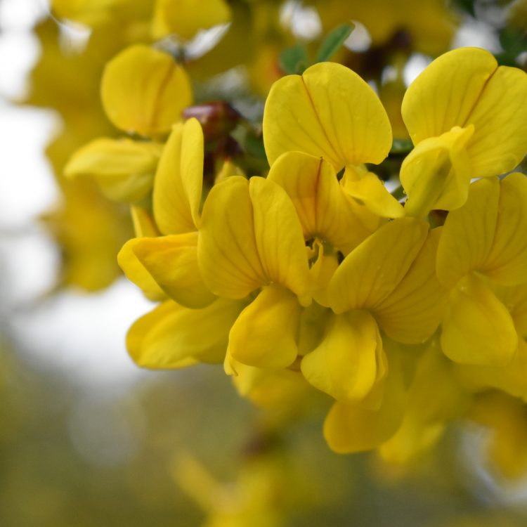 Coronilla emerus