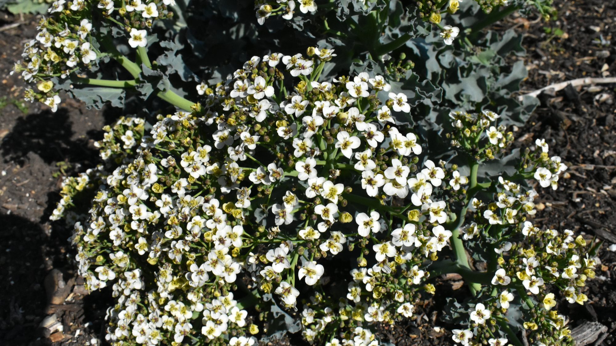 Crambe maritima
