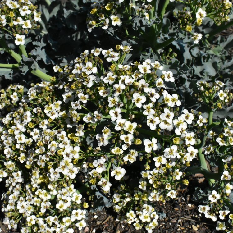 Crambe maritima