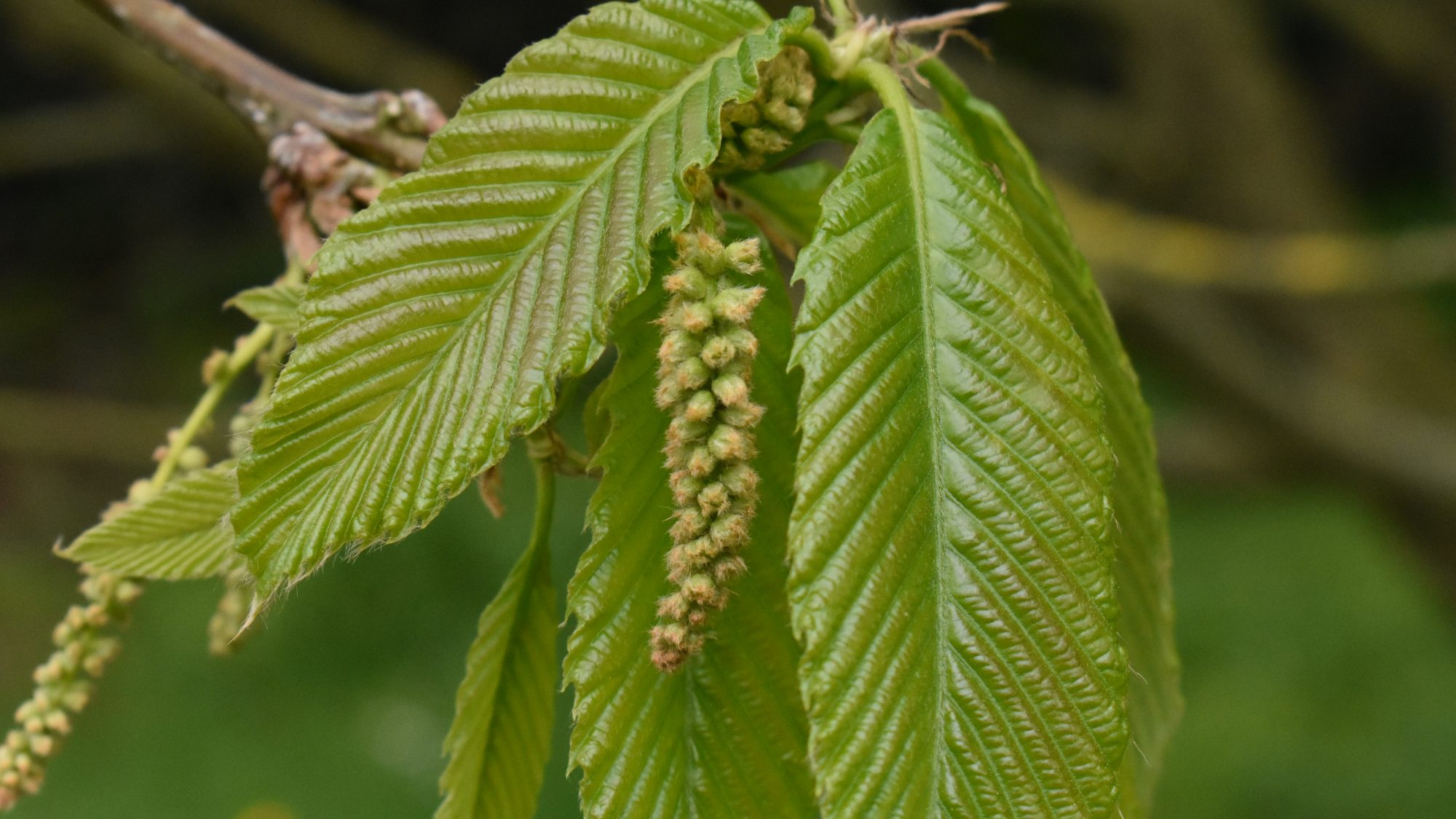 Quercus pontica