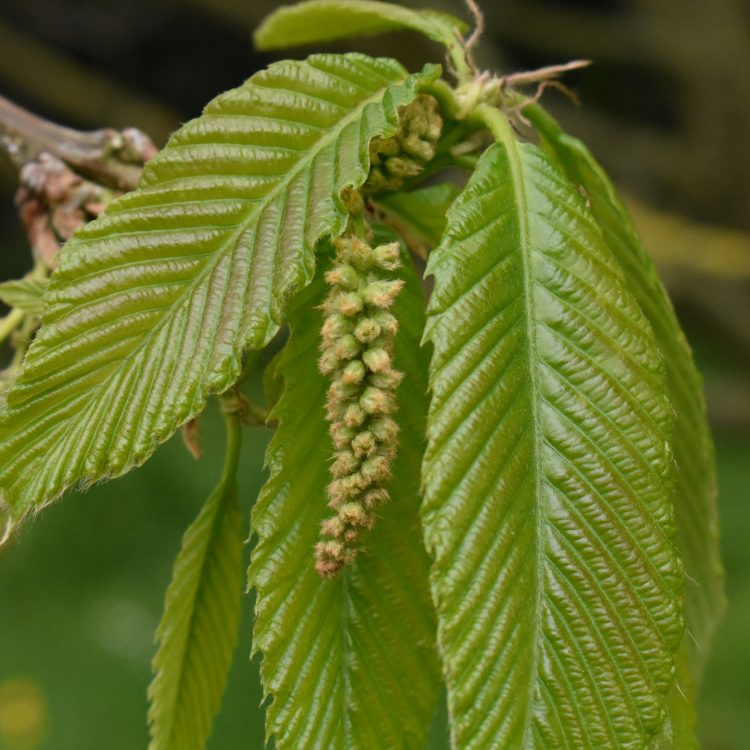 Quercus pontica (in leaf)