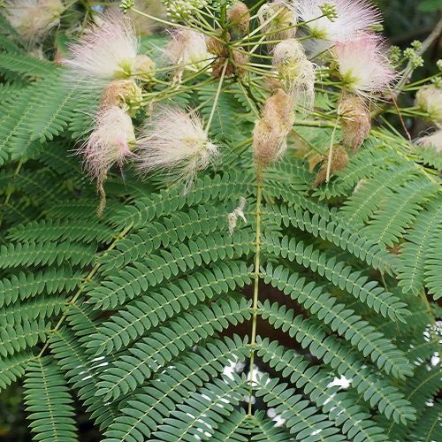 Rhythms in Plants