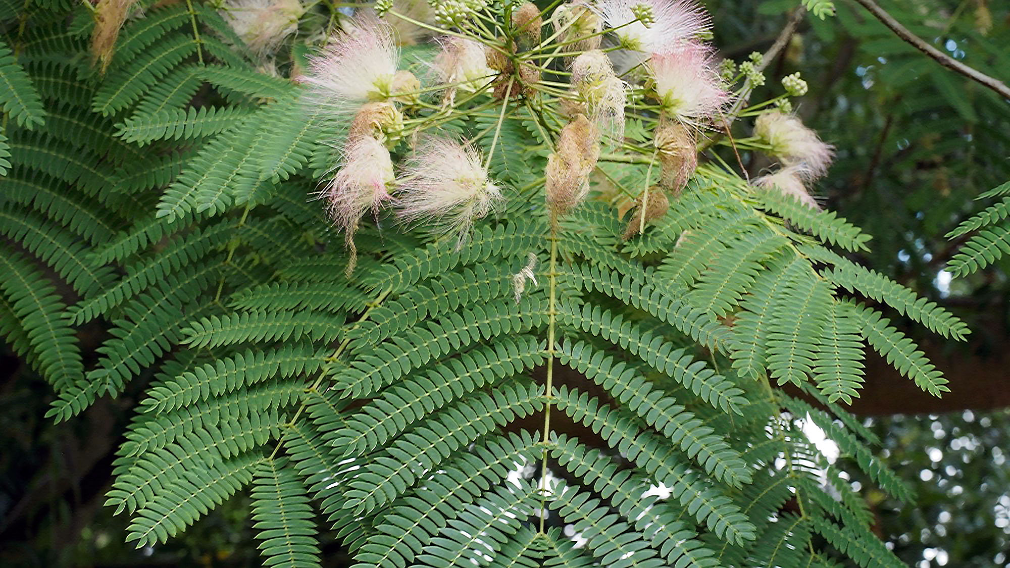 Pink, fluffy-headed flowers of the Persian Silk Tree.