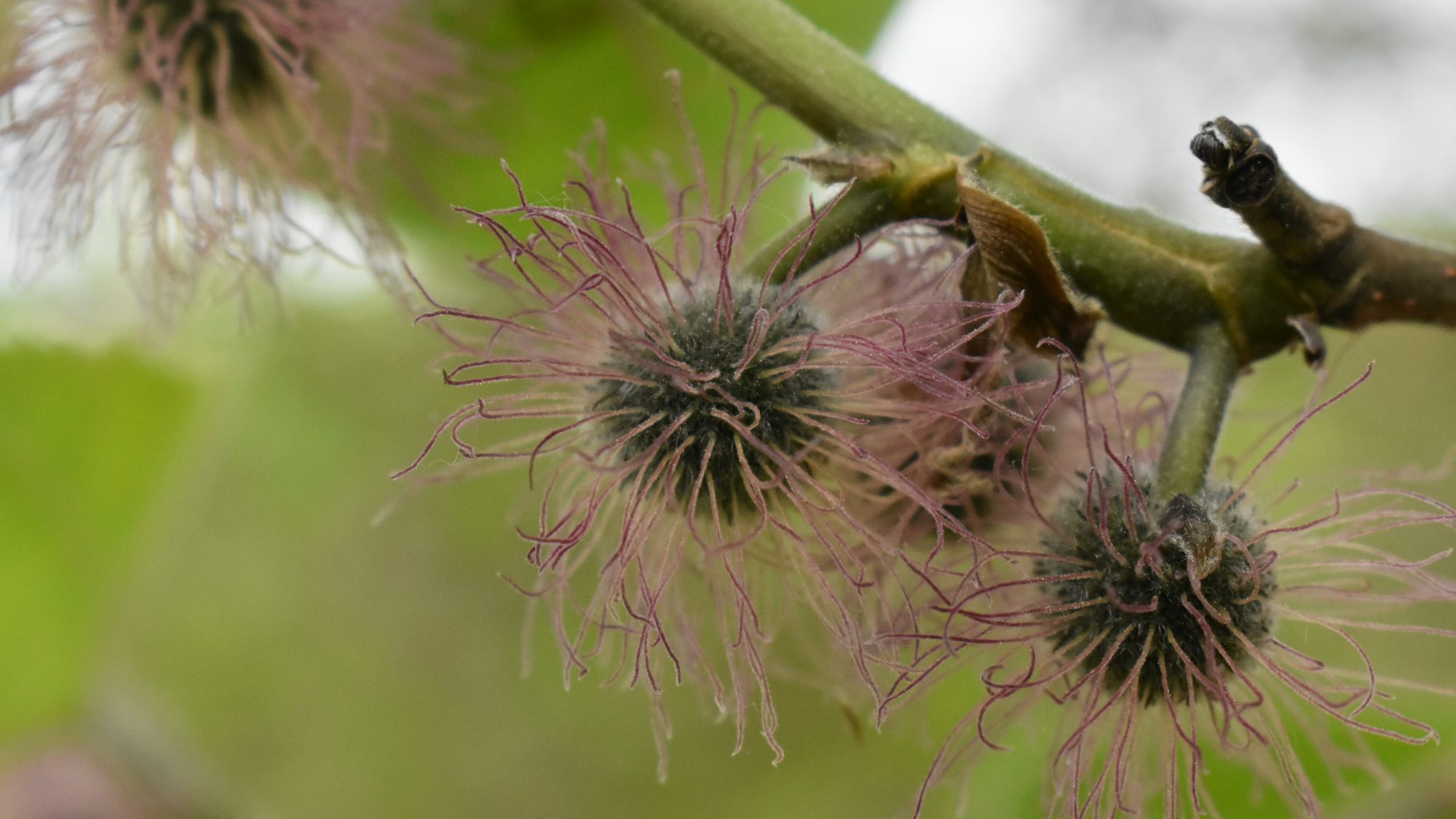 Spherical fruits with pink, silky hairs. 
