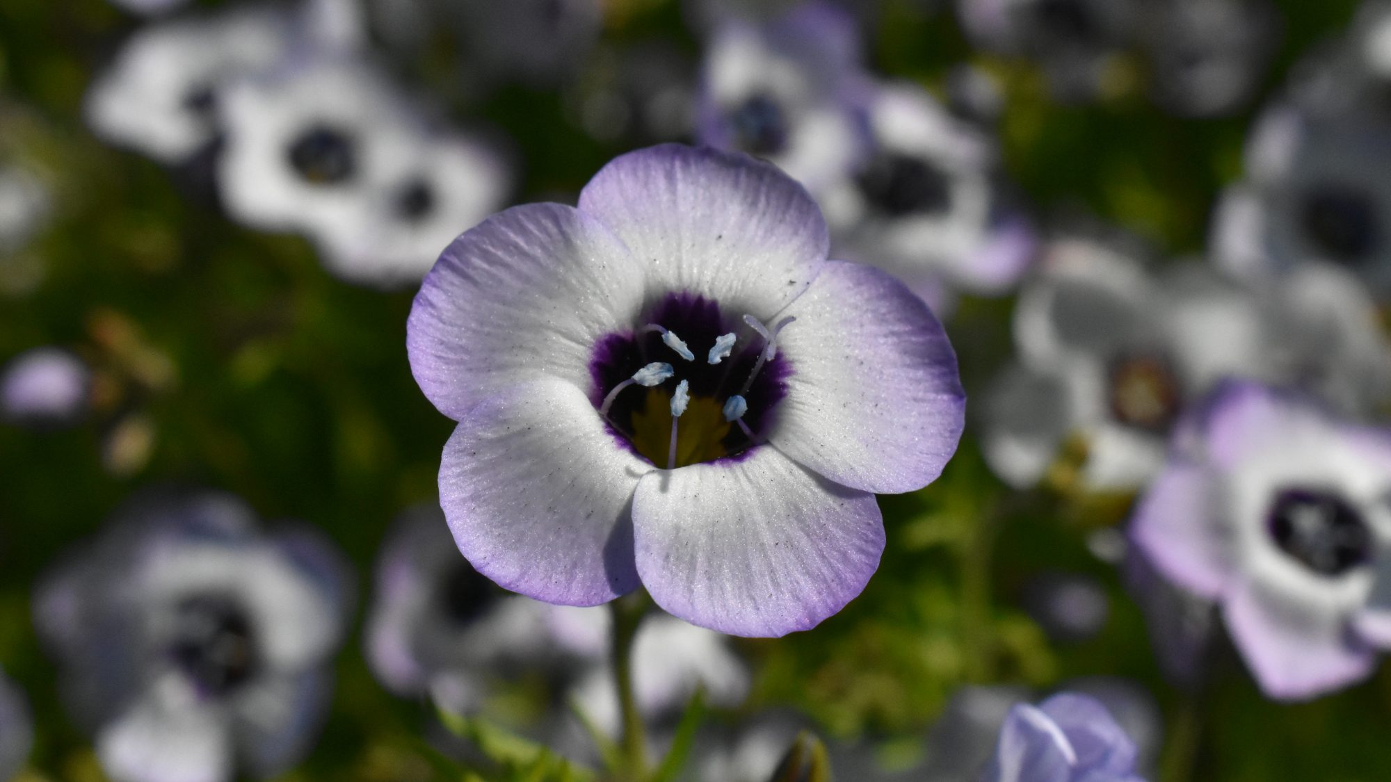 Small flower with white flowers with blue stained edges, and a deep blue throat.