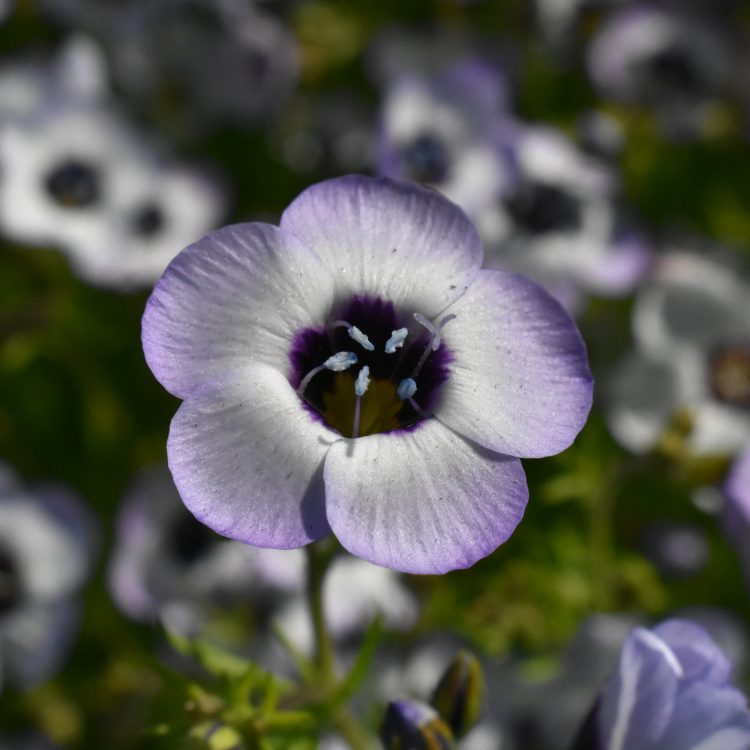 Gilia tricolor