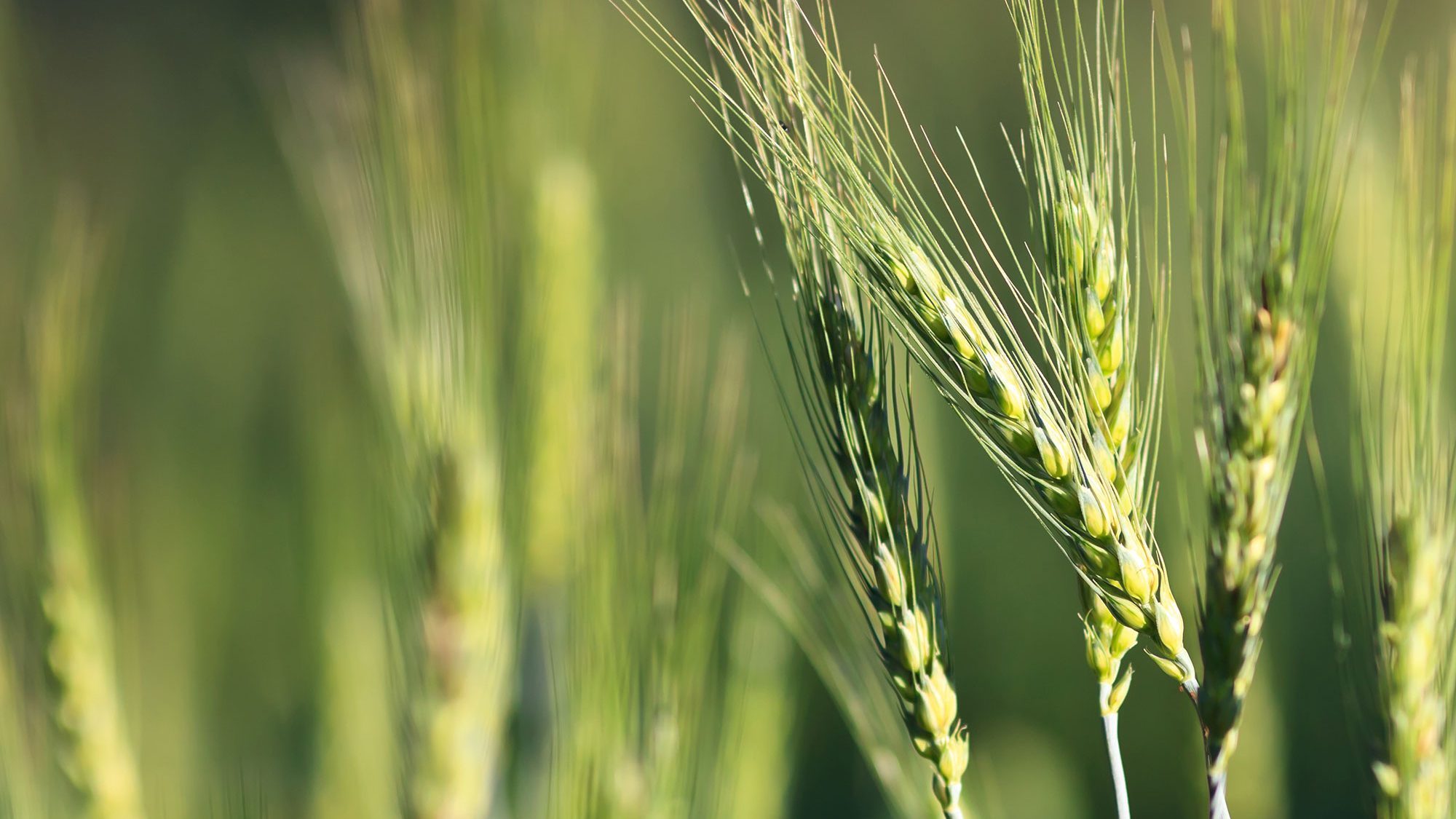 Barley growing in a field.