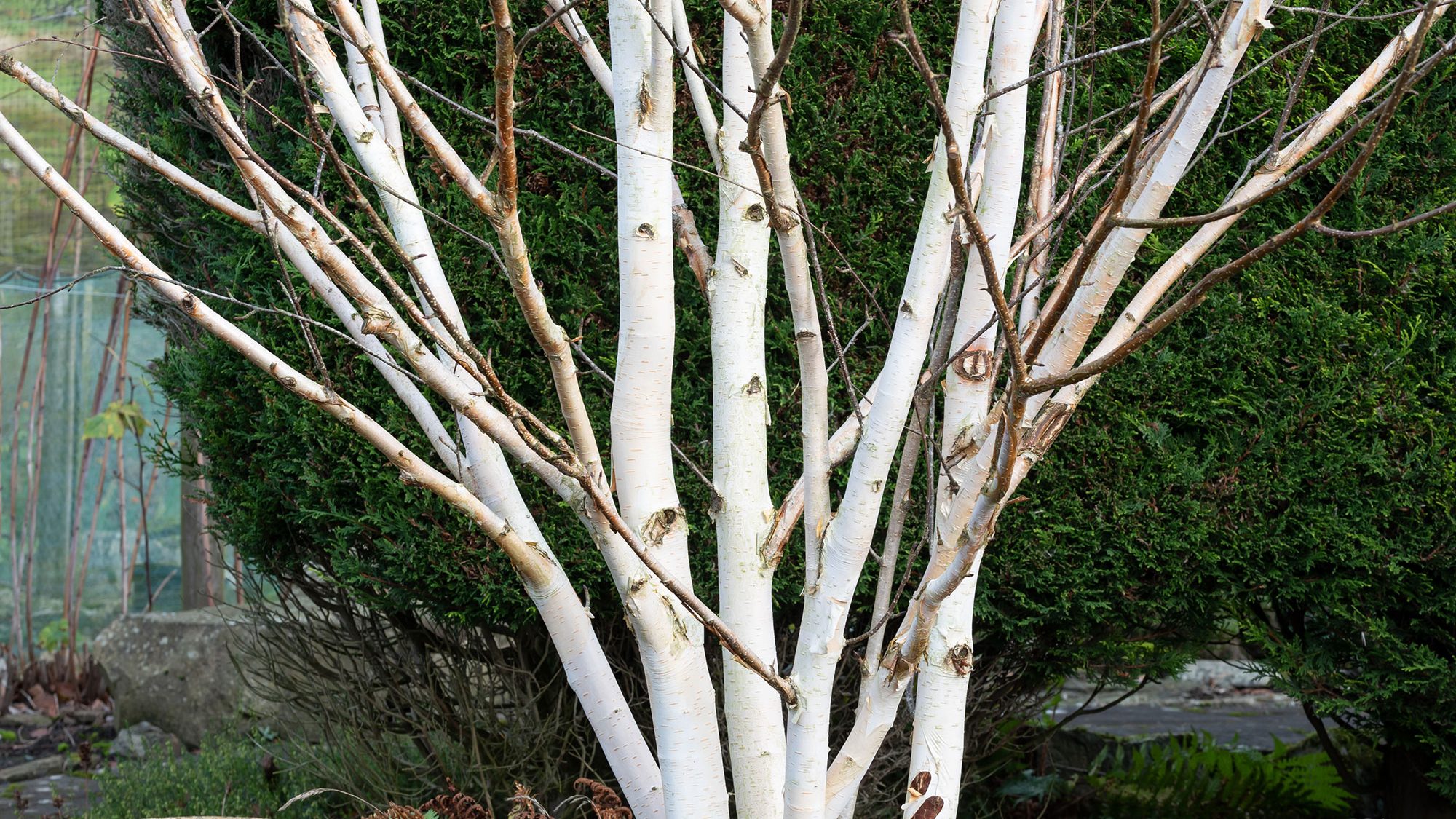 Birch tree.