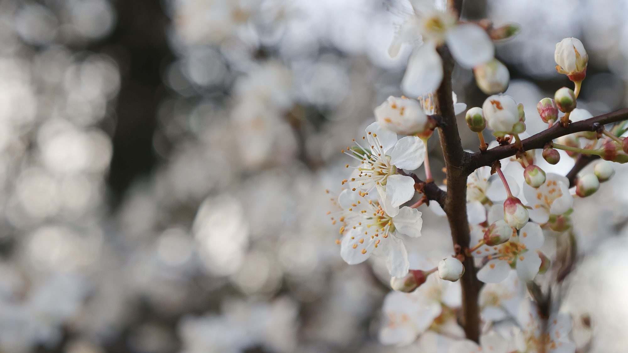 White blossoms on a blackthorn plant.