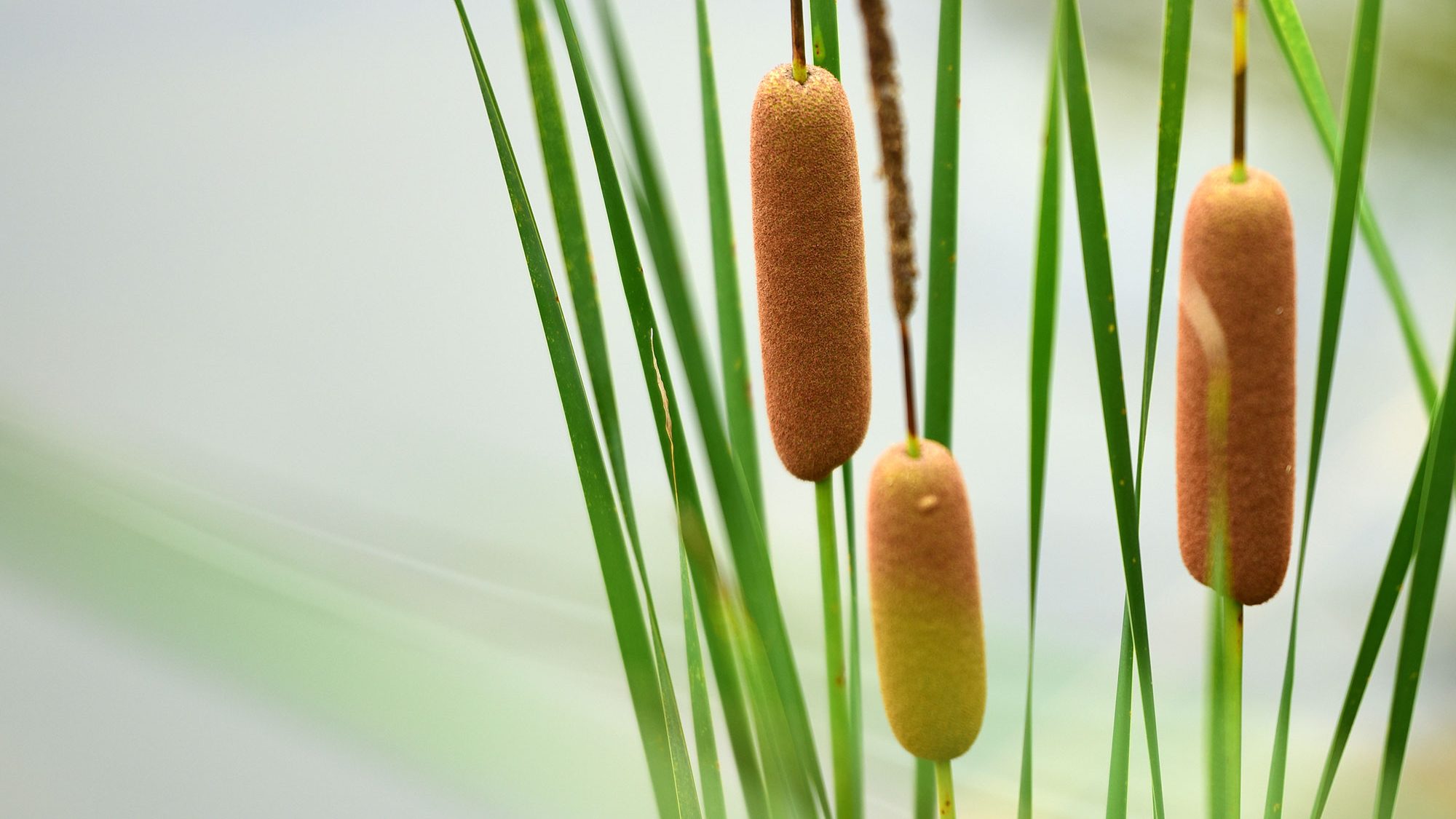 Bulrushes.