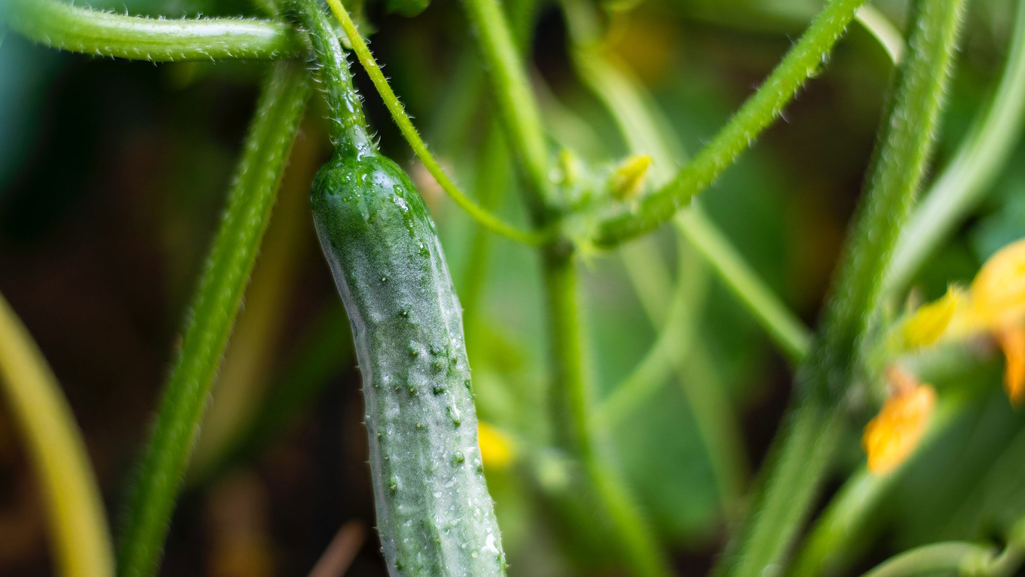 A cucumber growing from a green plant.