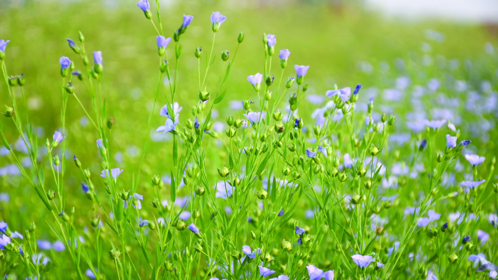 Flax in flower