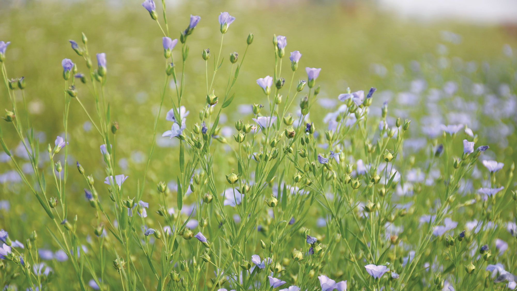 Flowers of flax.