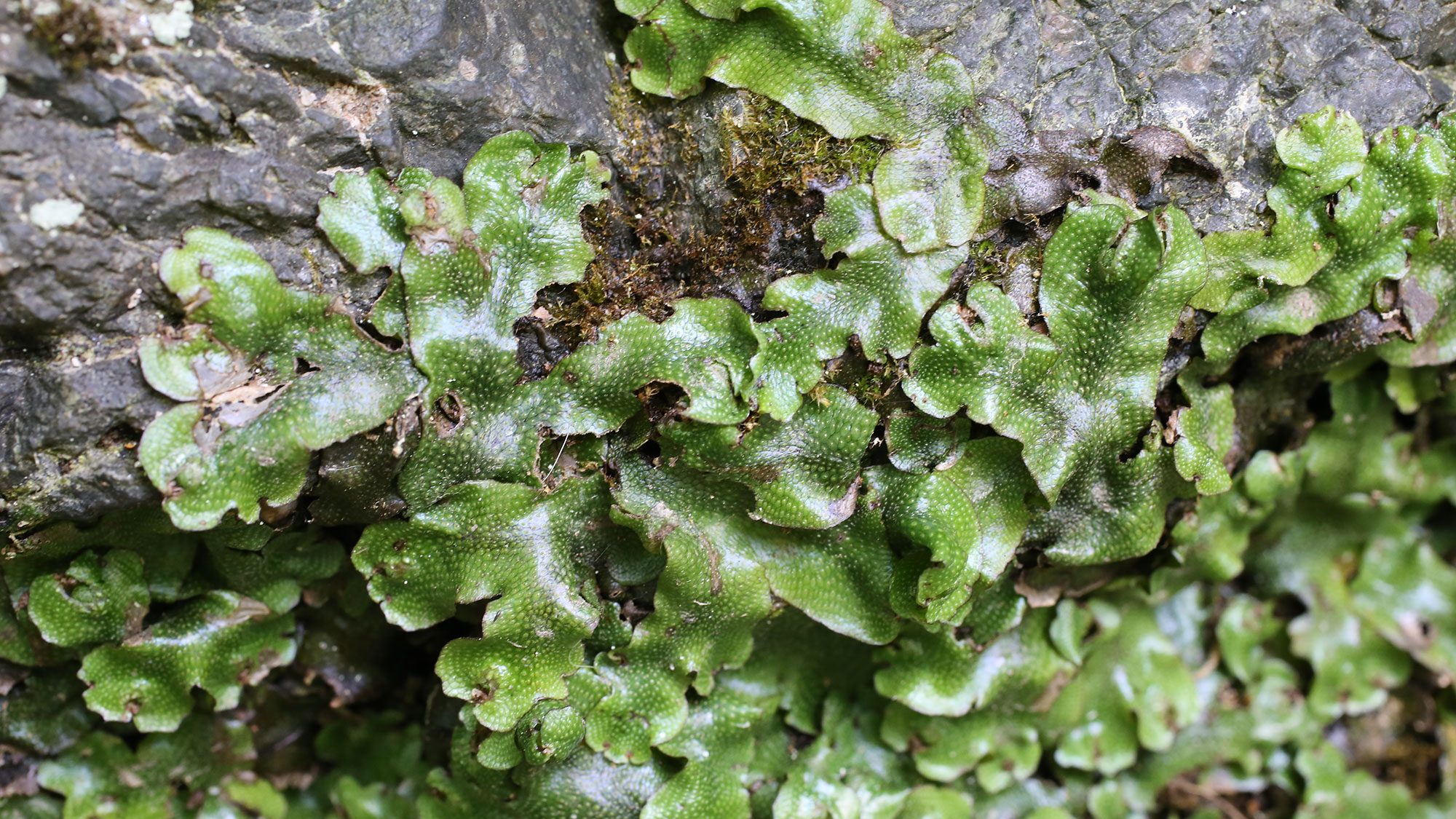 Common liverwort growing up and over a rock.