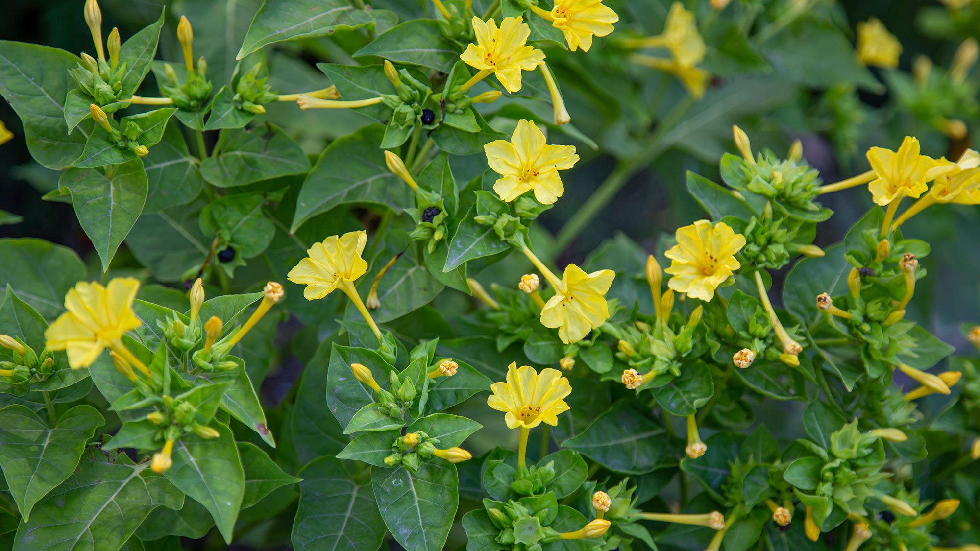 Yellow four o’clock flowers.