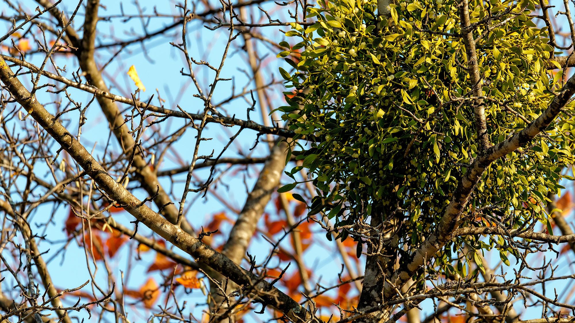 A ball of mistletoe on the bare branches of a tree.