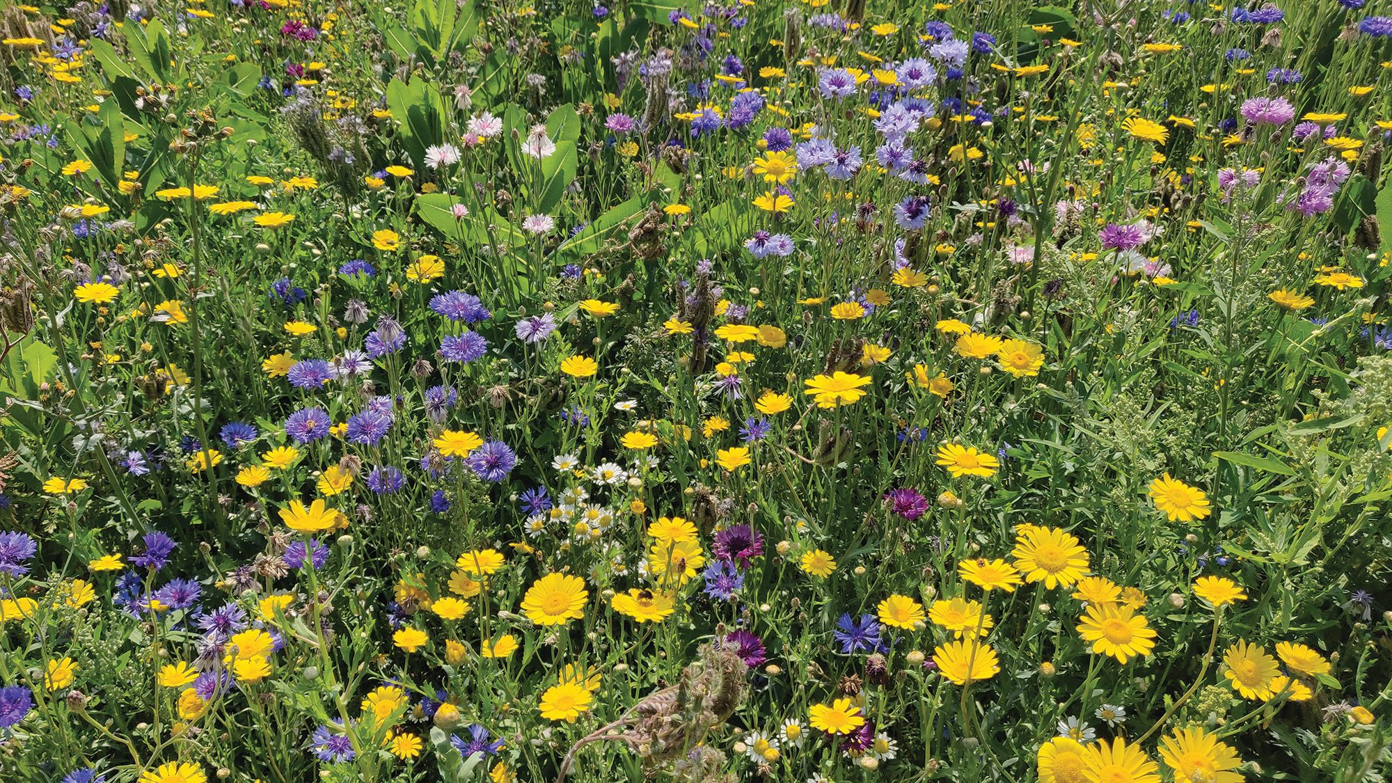 A wildflower meadow.