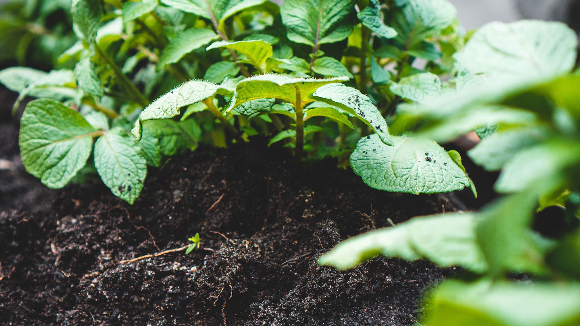 Potato shoots emerging from the soil.
