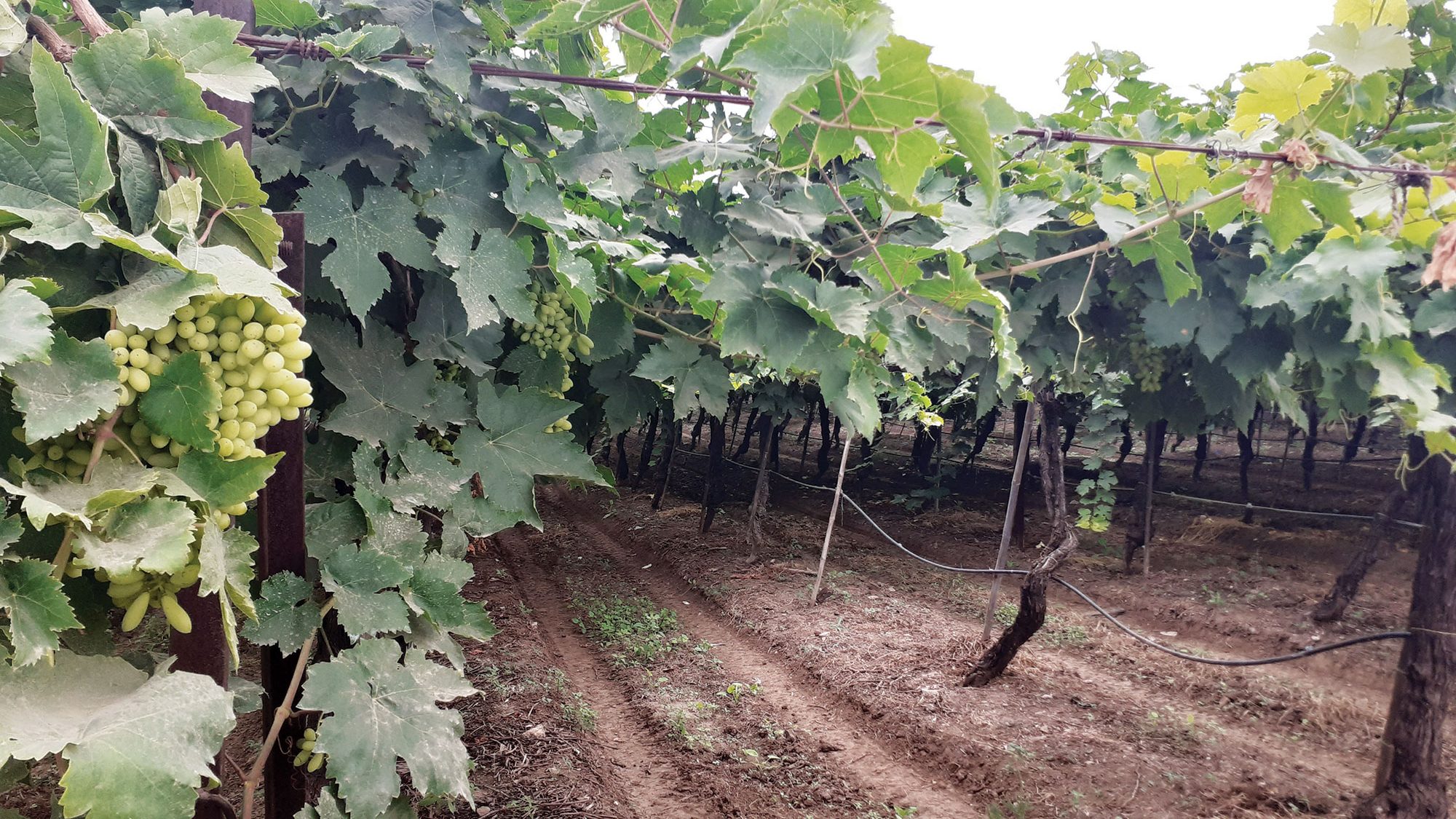 A vineyard with grapes growing from the vines.