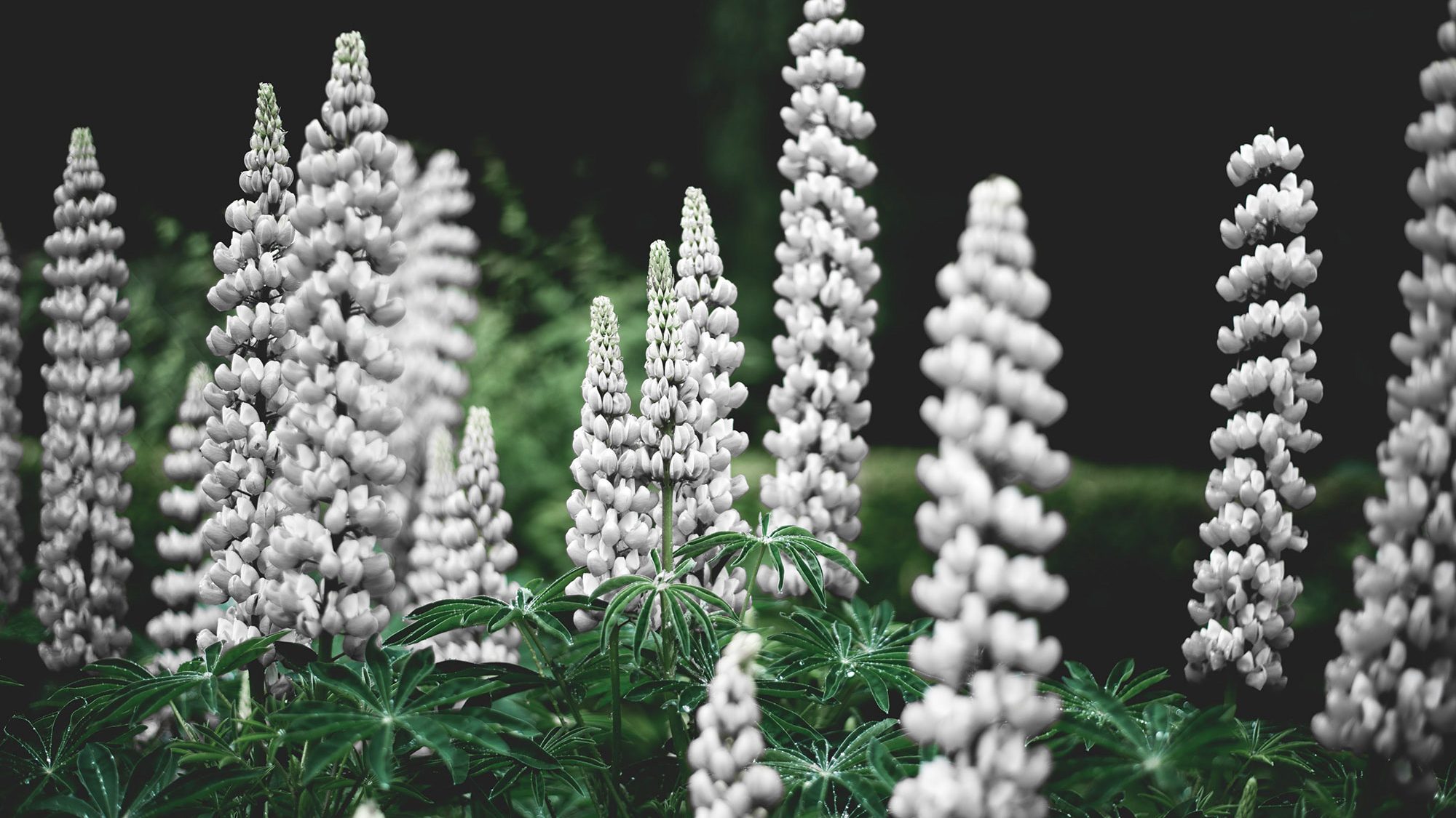 Tall white flowers in a conical shape.