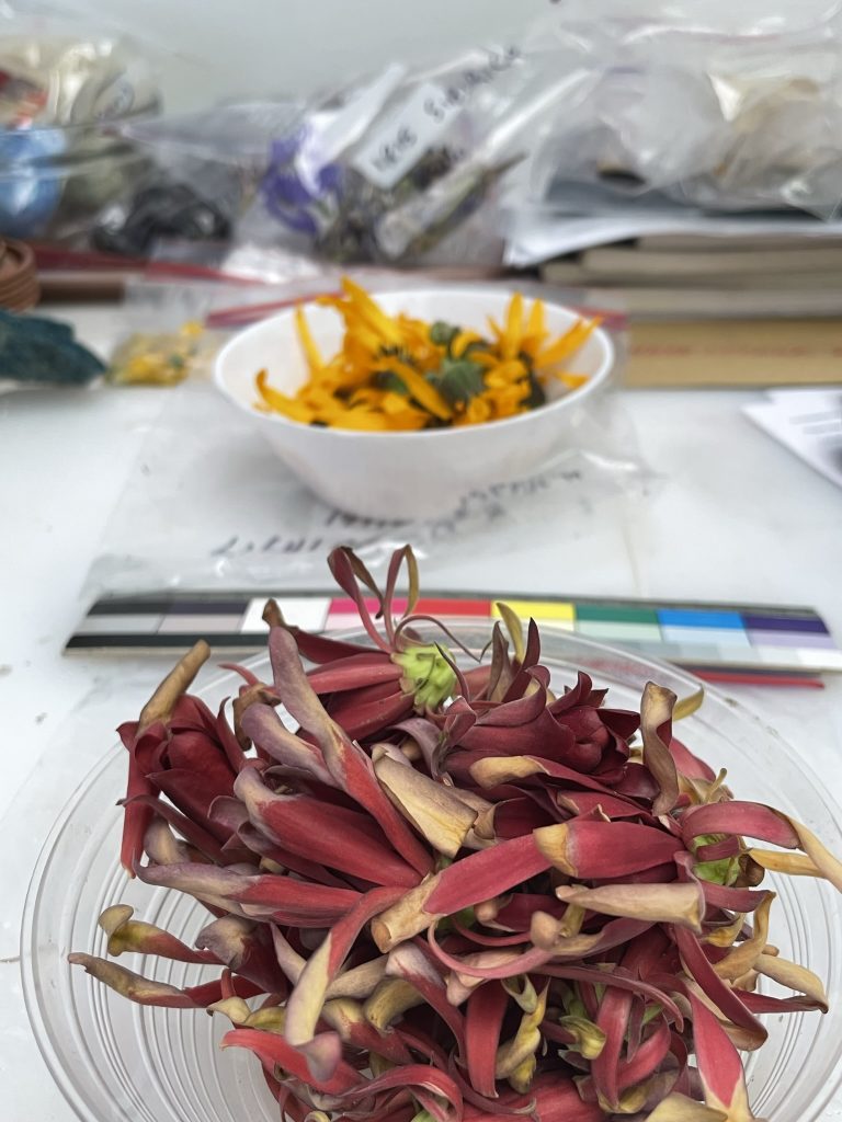 Two dishes of collected plant petals - one deep red, one yellow.