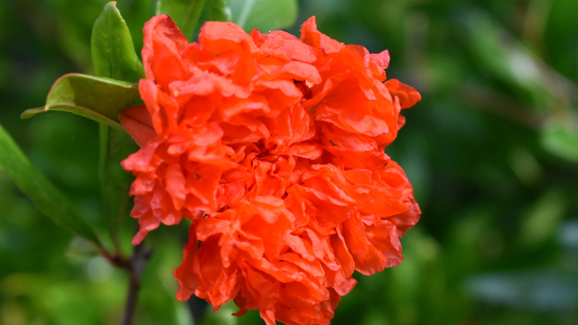 Brilliant orange, double flower.