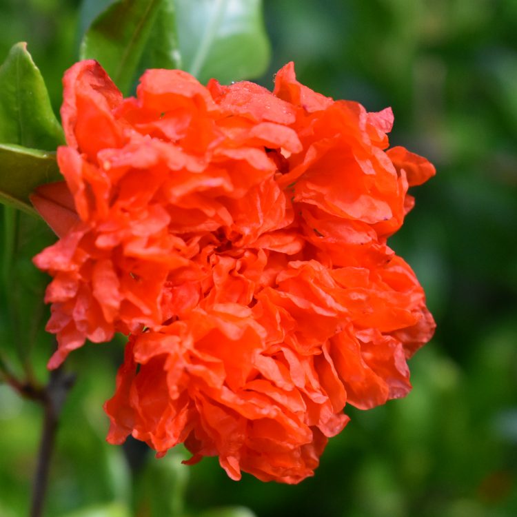 Punica granatum ‘Flore Plena’