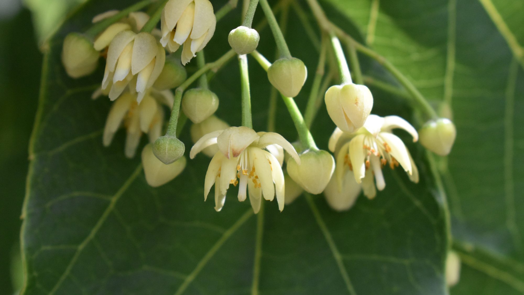 Tilia tuan