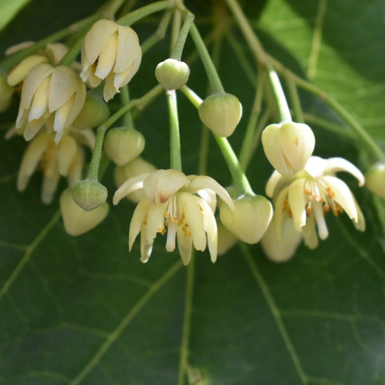 Tilia tuan