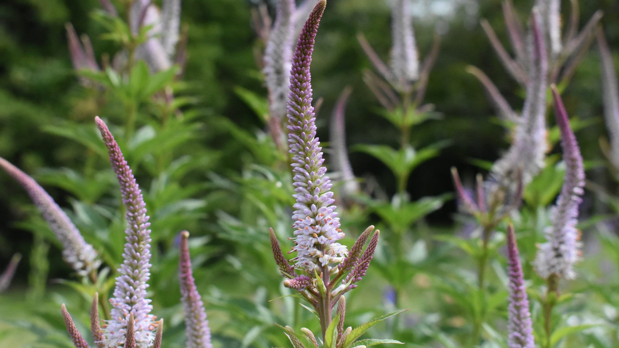 Veronicastrum virginicum