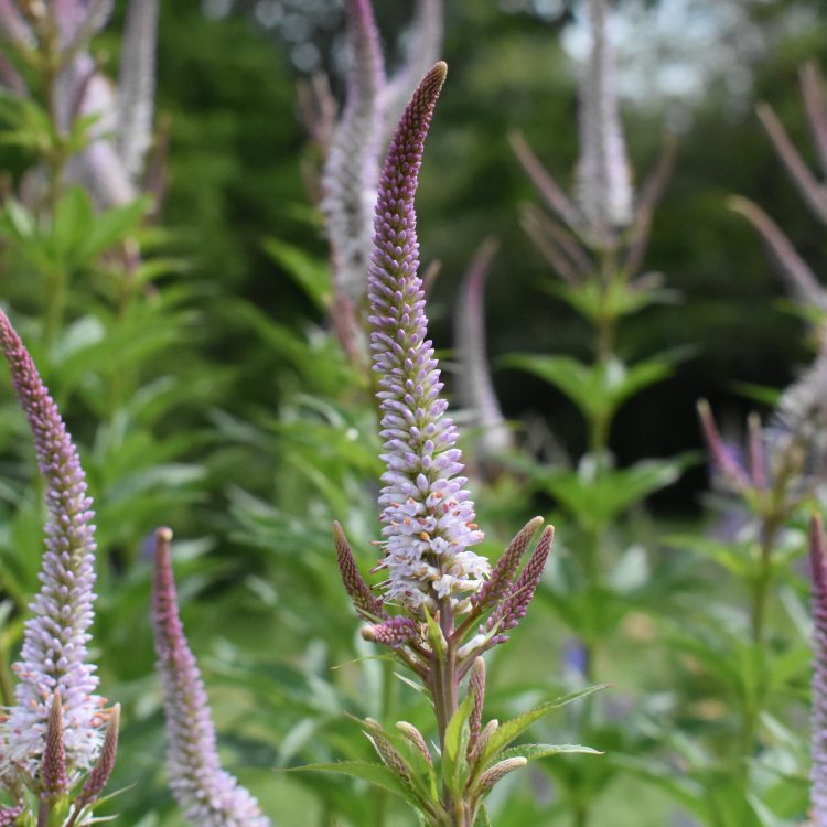Veronicastrum virginicum
