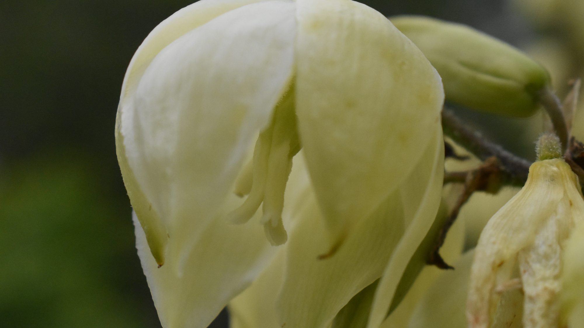 Yucca filamentosa