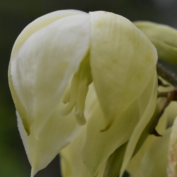 Yucca filamentosa