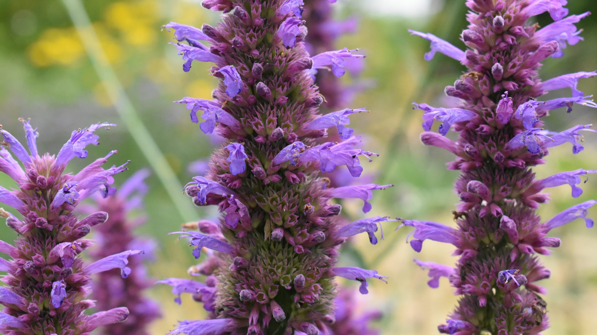 Agastache 'Blackadder'