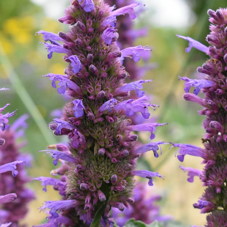 Agastache ‘Blackadder’