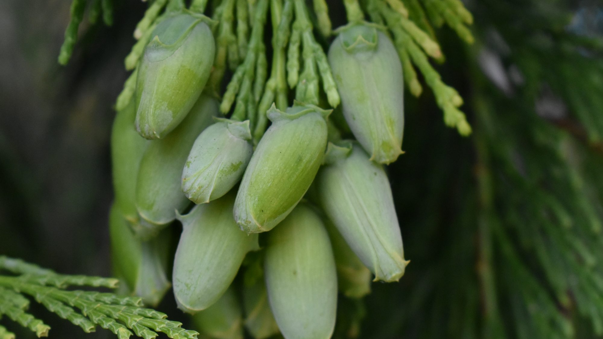 Calocedrus decurrens