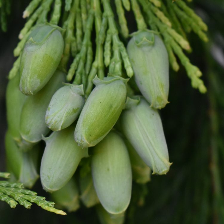 Calocedrus decurrens