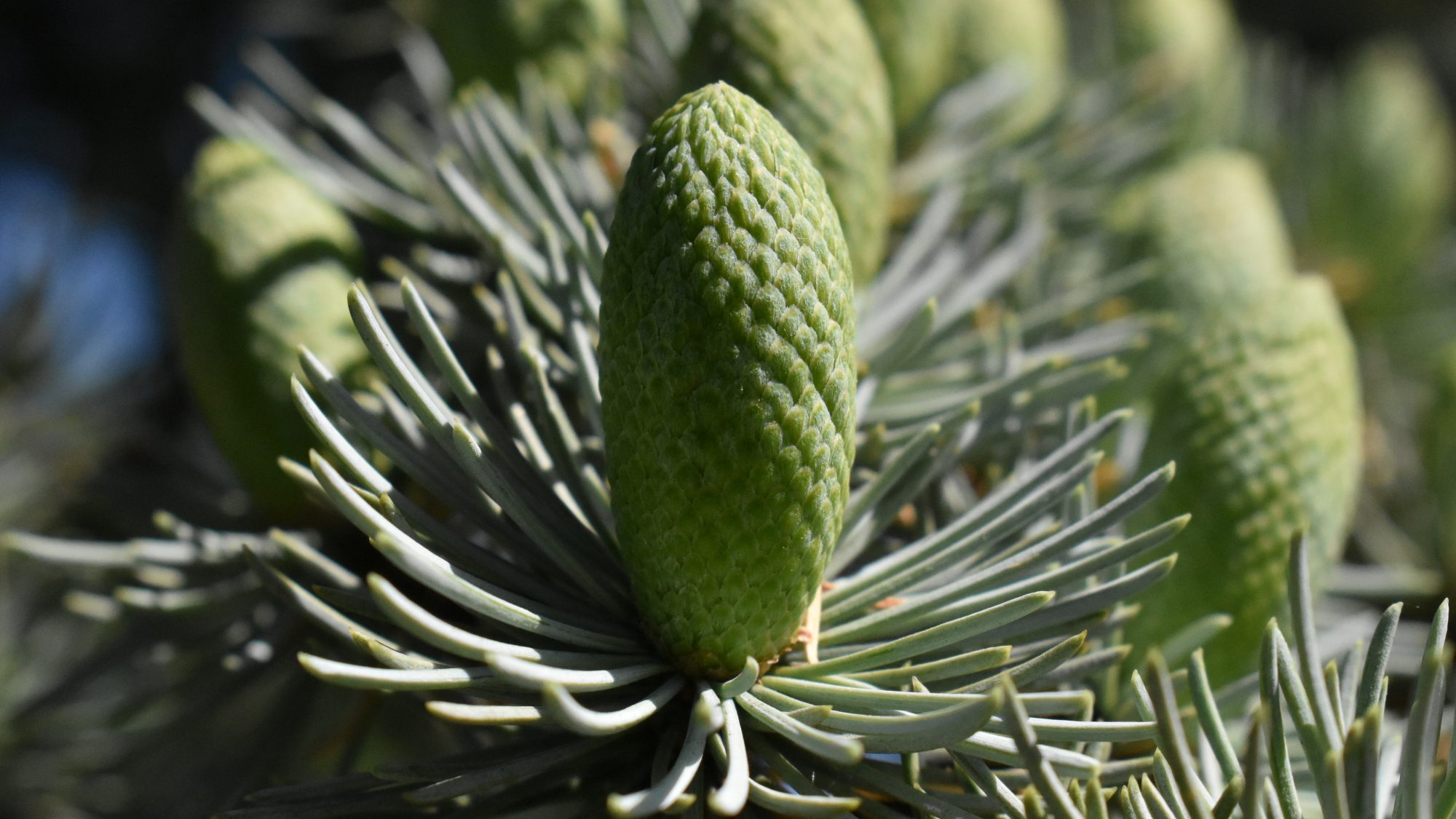 Cedrus atlantica 'Glauca'