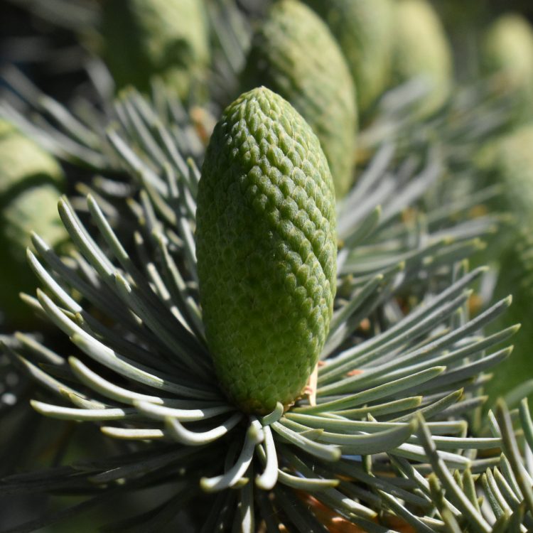 Cedrus atlantica ‘Glauca’