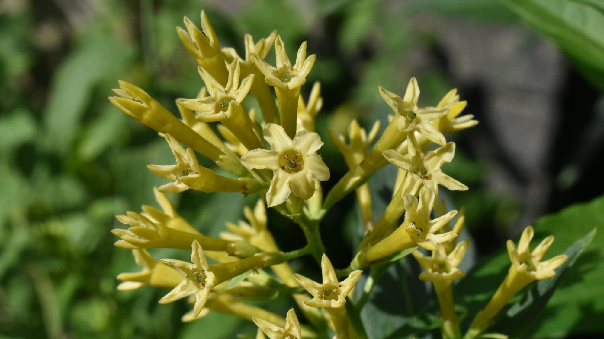 Cestrum parqui