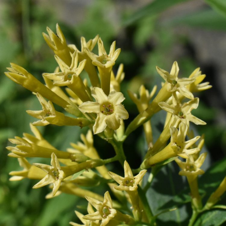 Cestrum parqui
